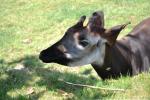 2013 07 06 beauval 204